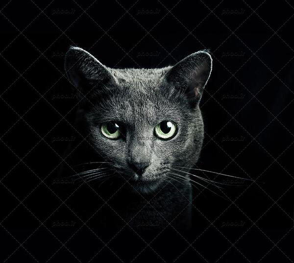 عکس گربه مشکی برای تصویر زمینه