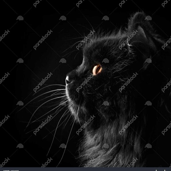 عکس گربه مشکی برای تصویر زمینه