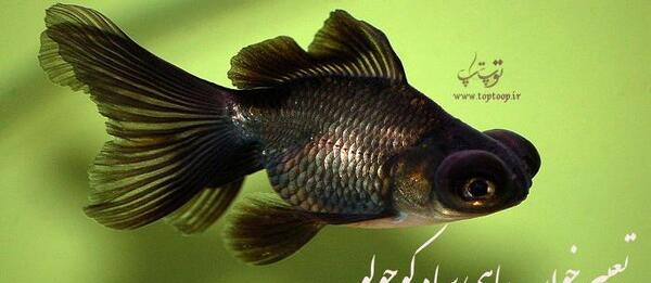 عکس ماهی مشکی