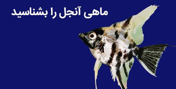 عکس ماهی های مشکی