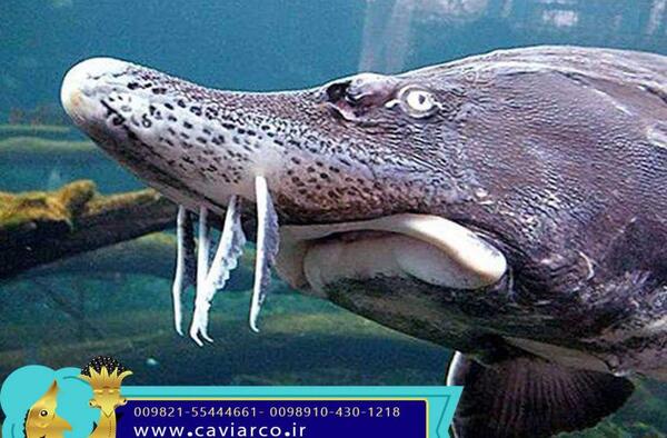 عکس ماهی های مشکی