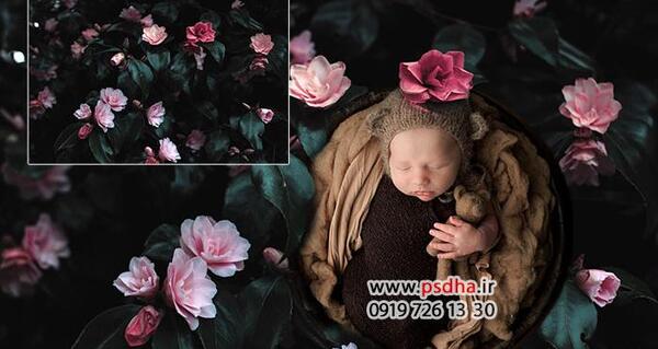 عکس نوزاد با گل سرخ