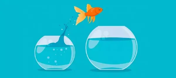 عکس نوزاد ماهی قرمز