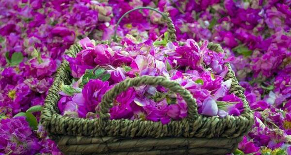 عکس نوزاد تو گل محمدی