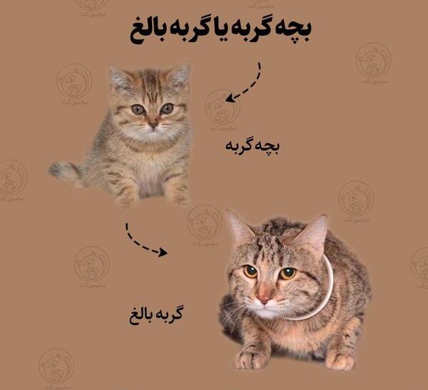 عکس گربه های نوزاد