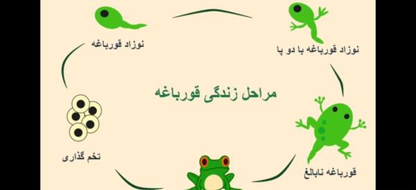 عکس از نوزاد قورباغه