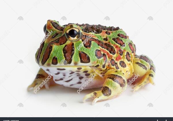 عکس از نوزاد قورباغه
