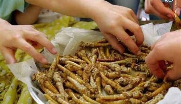 عکس غذای نوزاد قورباغه