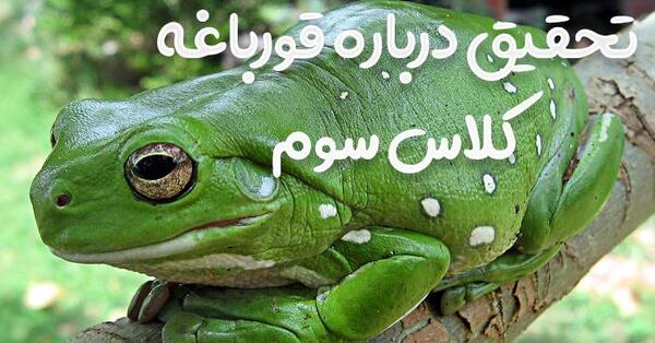 عکس غذای نوزاد قورباغه