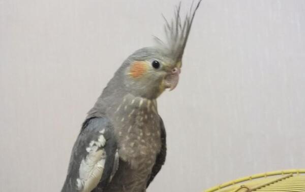 عکس بچه نوزاد عروس هلندی