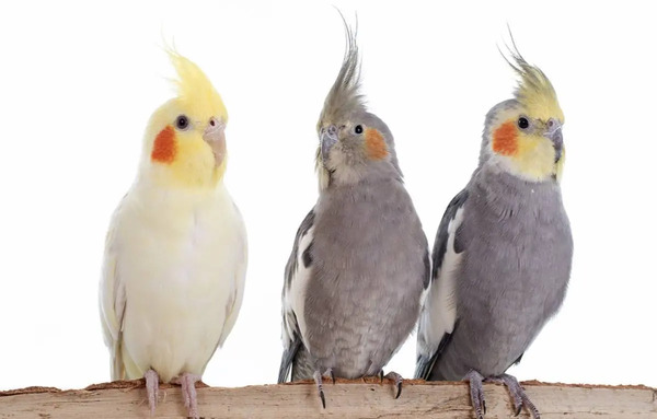 عکس بچه نوزاد عروس هلندی