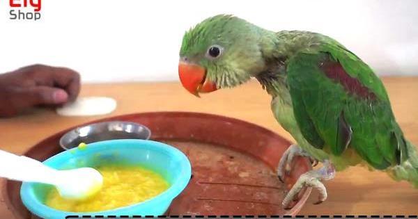 عکس طوطی برزیلی نوزاد