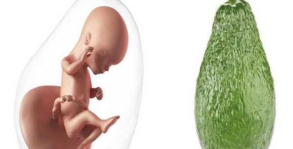 عکس نوزاد 16 هفته