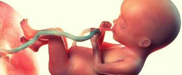 عکس های نوزاد در شکم مادر