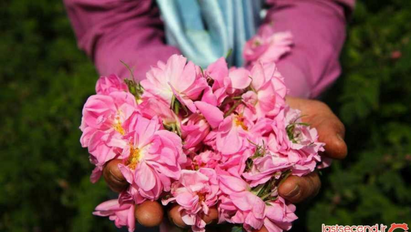 ایده عکس با گل محمدی برای نوزاد