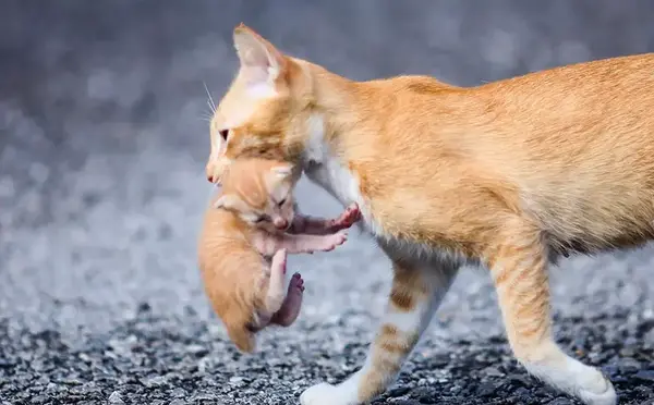 عکس نوزاد یک روزه گربه