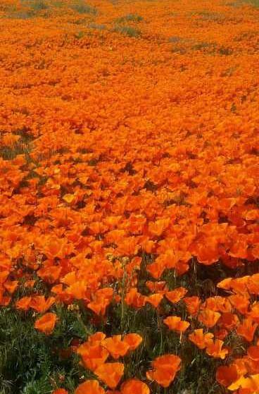 عکس کیوت نارنجی مشکی