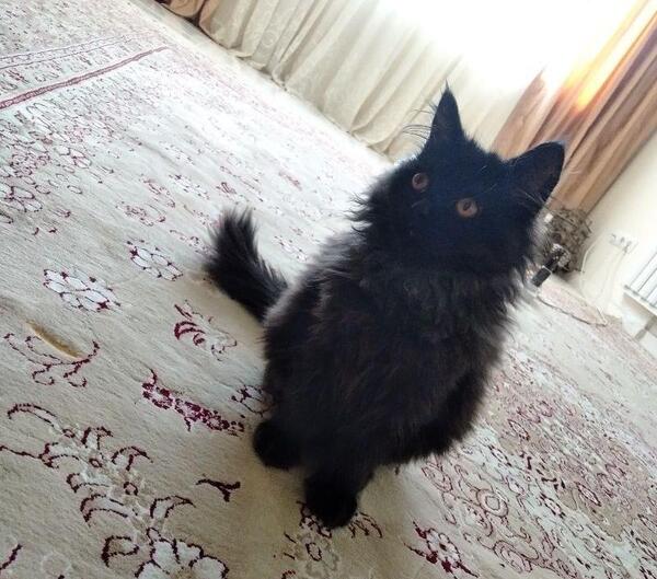 عکس پروفایل مشکی گربه