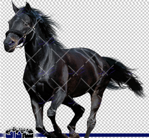 عکس عکس اسب مشکی
