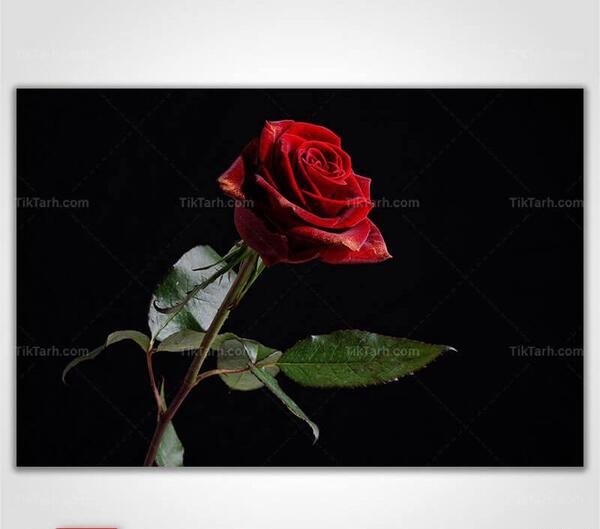 عکس گل با صفحه مشکی