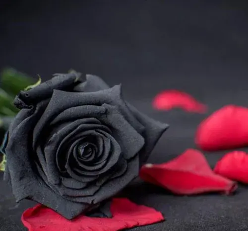 عکس پروفایل مشکی صورتی