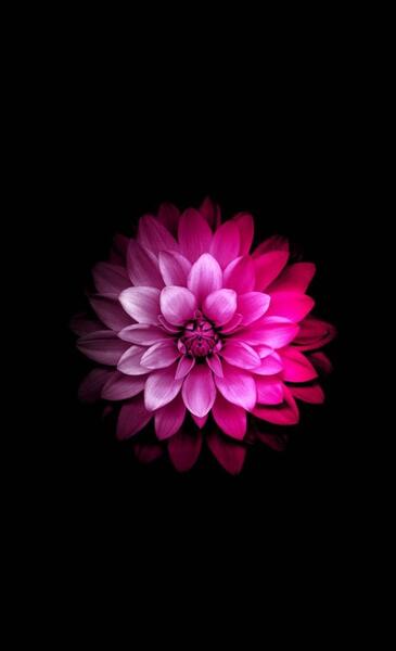 عکس پروفایل مشکی صورتی