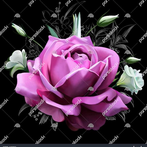عکس گل سرخ با زمینه مشکی
