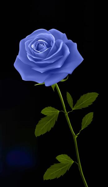 عکس گل سرخ با زمینه مشکی