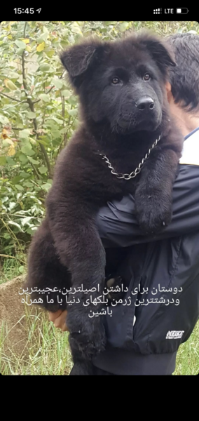 عکس سگ های ژرمن مشکی