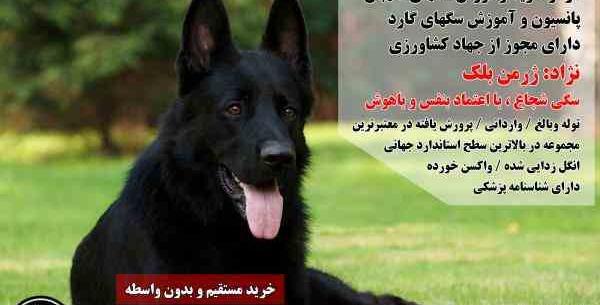 عکس سگ های ژرمن مشکی