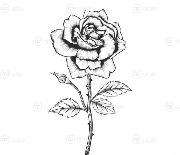 عکس گل رز سفید با زمینه مشکی