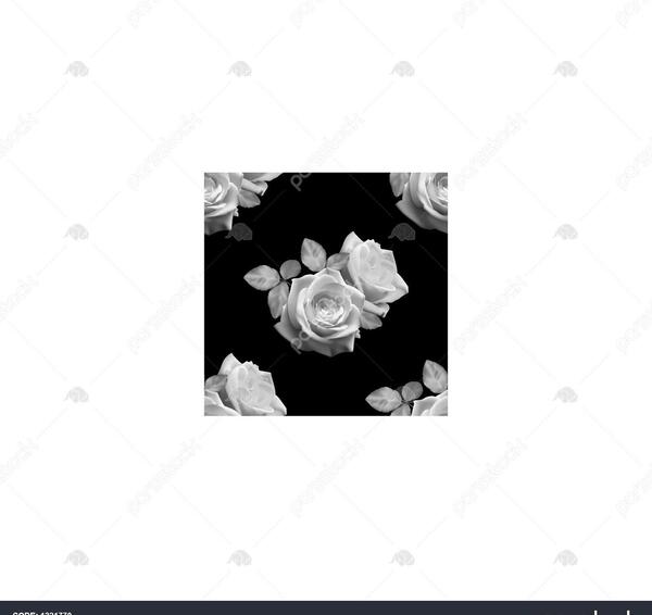 عکس گل رز سفید با زمینه مشکی