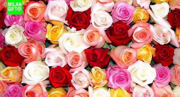 عکس گل رز سفید با زمینه مشکی