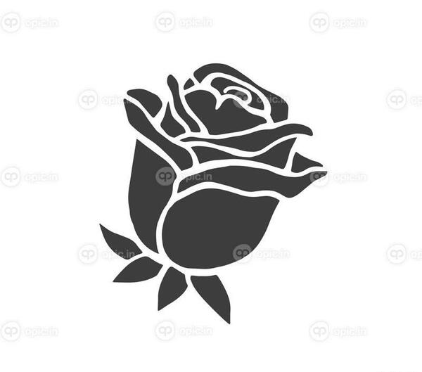 عکس گل رز سفید با زمینه مشکی