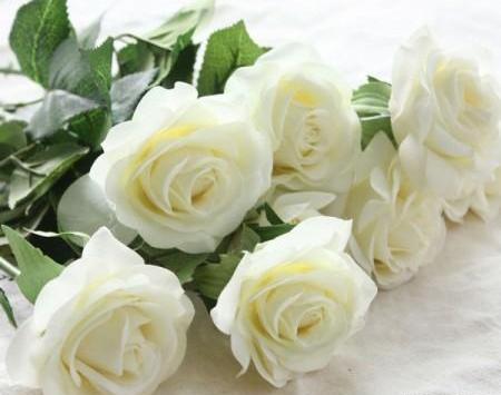 عکس گل رز سفید با زمینه مشکی
