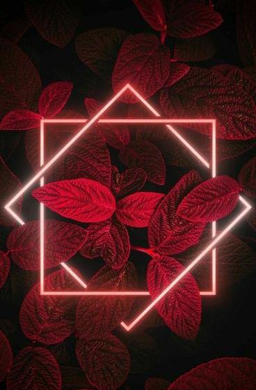 عکس زرشکی مشکی
