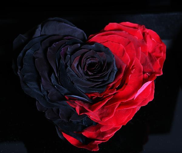 عکس رز مشکی و قرمز