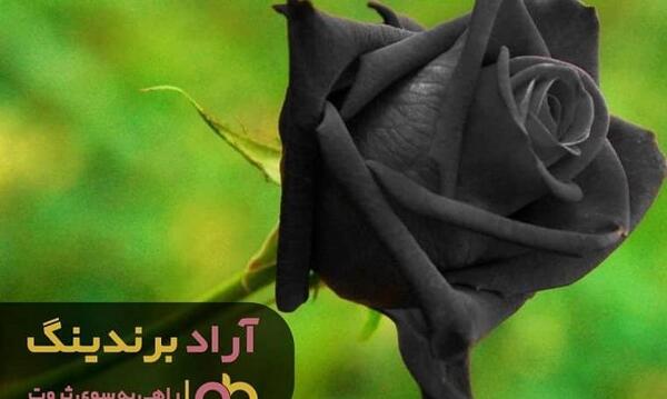 عکس رز مشکی زیبا
