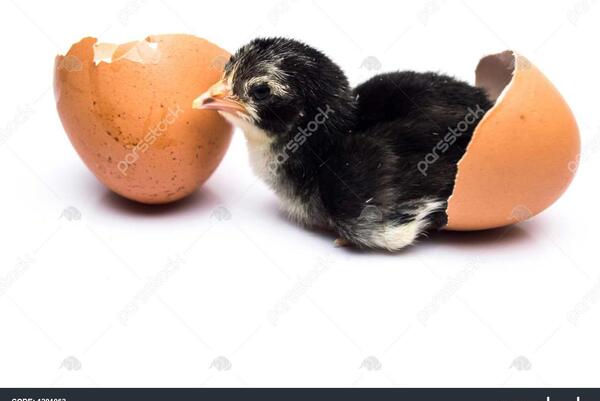عکس جوجه رنگی مشکی