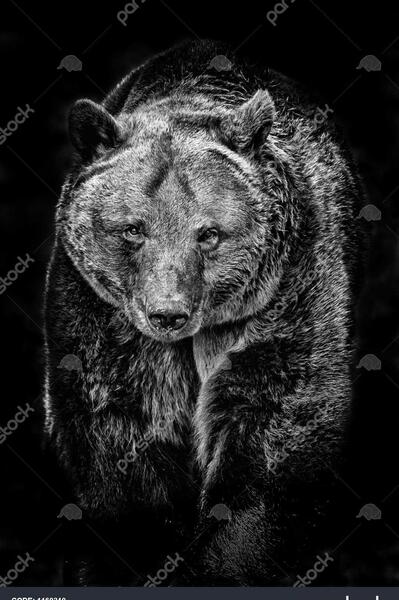 عکس حیوانات با زمینه مشکی