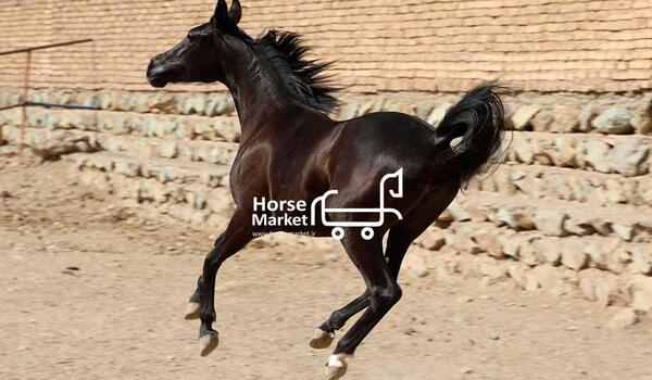 عکس اسب مشکی عرب