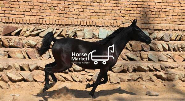 عکس اسب مشکی عرب