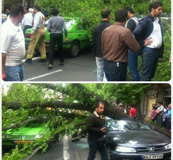 عکس مرد درختی در ایران