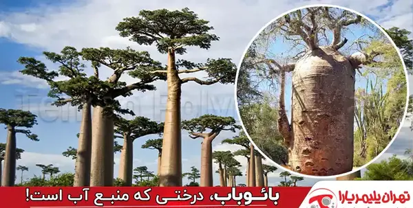 عکس بیماری مرد درختی
