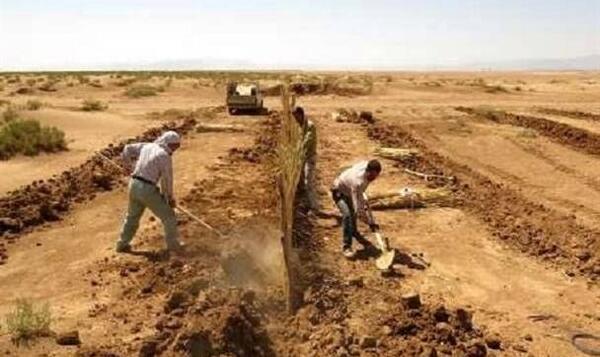 عکس بیماری مرد درختی