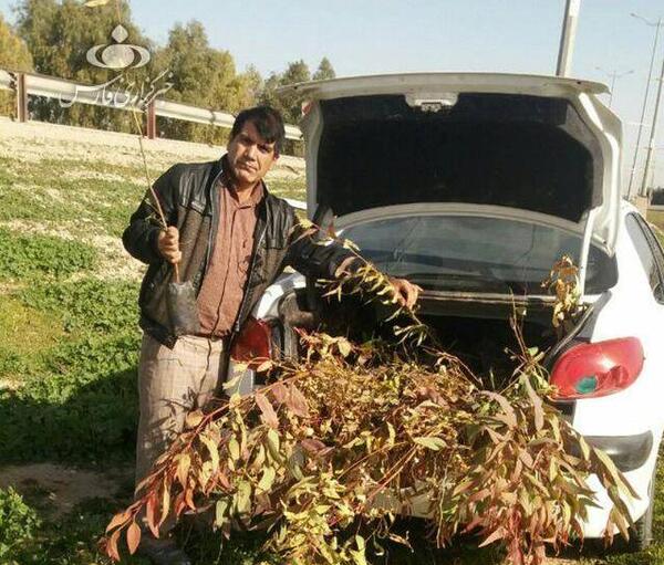 عکس از مرد درختی