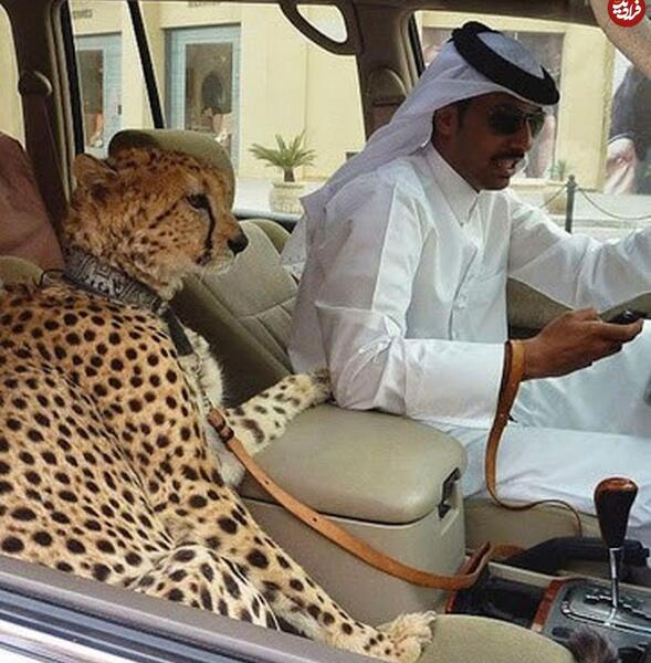عکس مرد پولدار دبی