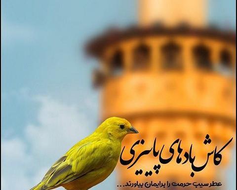 عکس مرد تنها در طبیعت