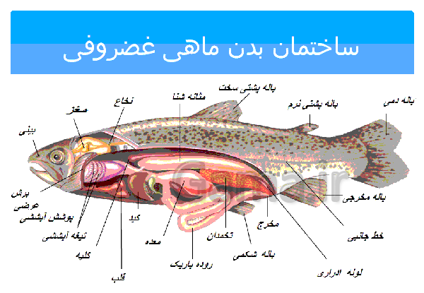 عکس ماهی صفحه ۱۵۲ علوم نهم
