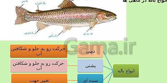 عکس ماهی صفحه ۱۵۲ علوم نهم